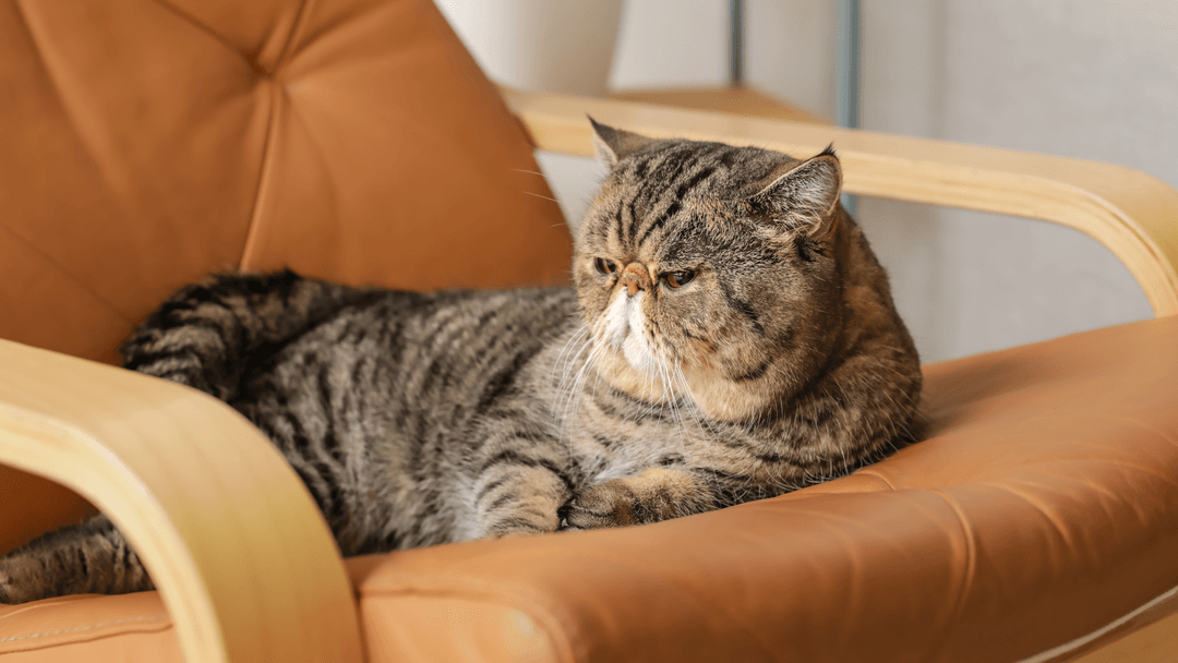 Exotic Shorthair