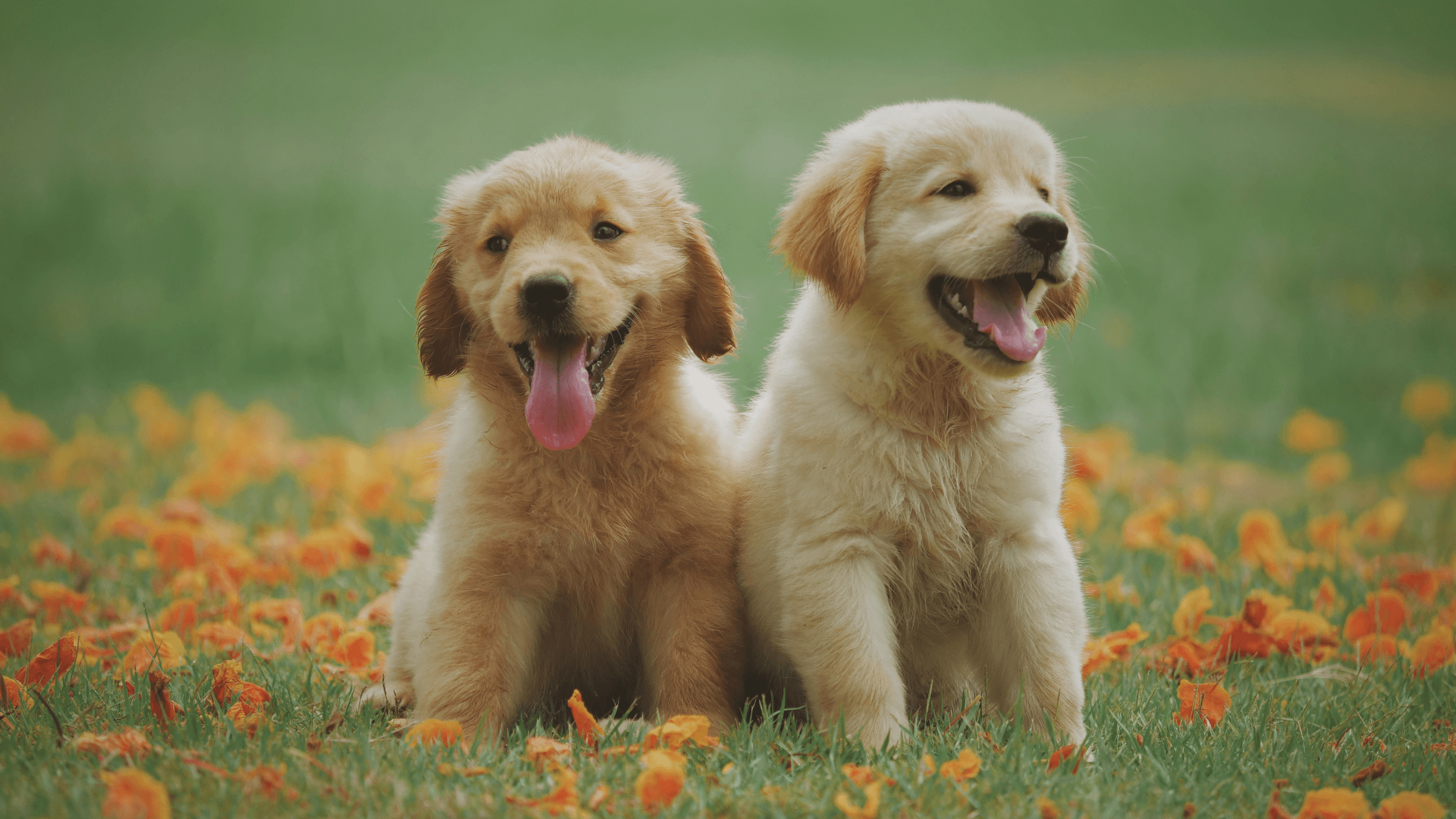 Yavru Köpek Bakım Rehberi