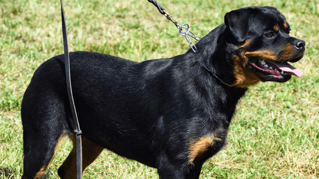 Tasmayla gezdirilen siyah kahverengi Rottweiler, açık bir çimlik alanda duruyor.