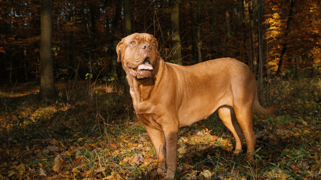 Fransız Mastiff