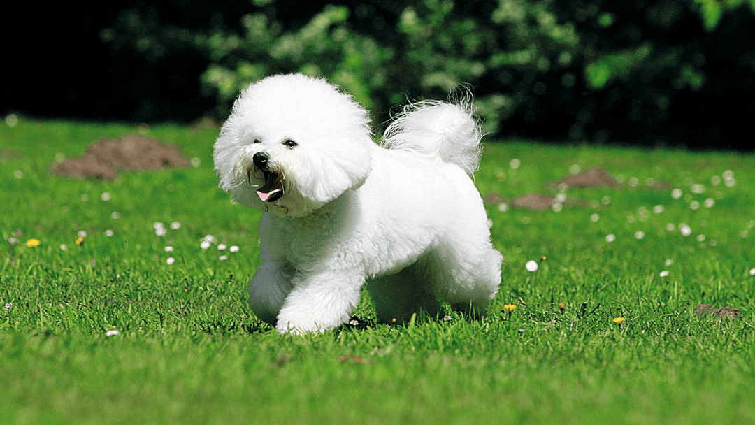 Bicho Frise
