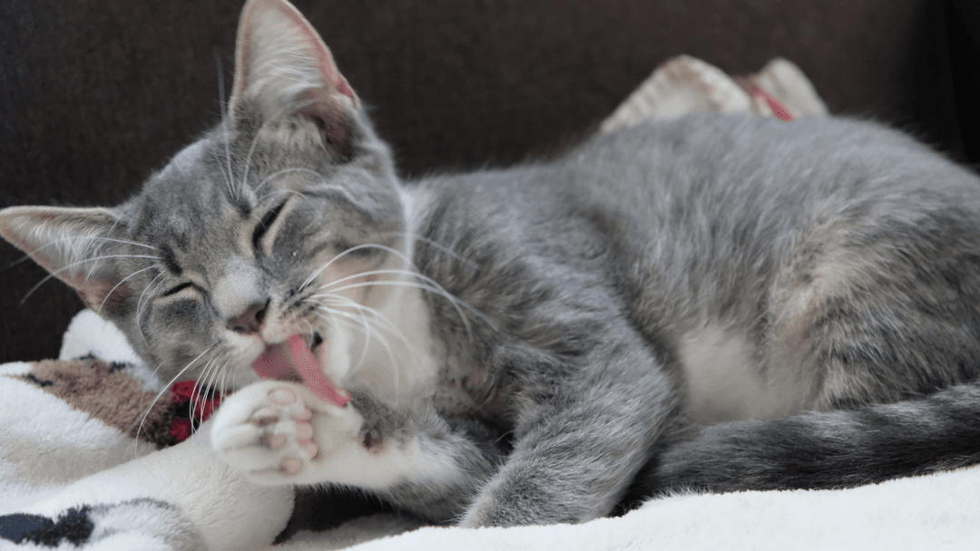 Gri kedi patisini yalıyor