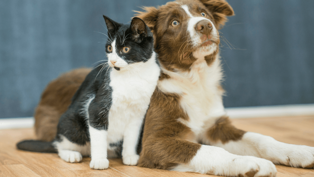 Siyah beyaz kedi ve kahverengi beyaz köpeğin birlikte poz vermesi