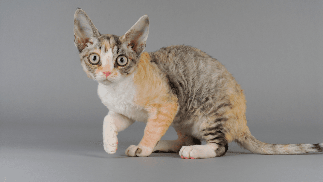 Devon Rex kedisi kıvırcık tüyleri ve büyük gözleriyle poz veriyor