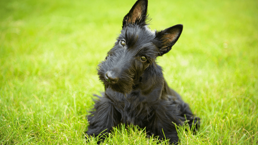 İskoç Terrier