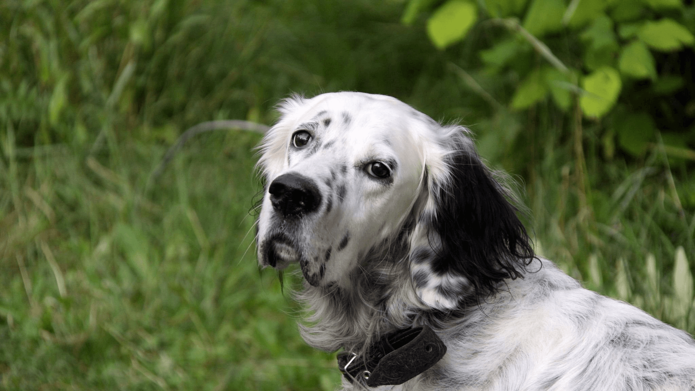 İngiliz Setter Köpek Irkı Özellikleri, Bakım ve Eğitim Rehberi