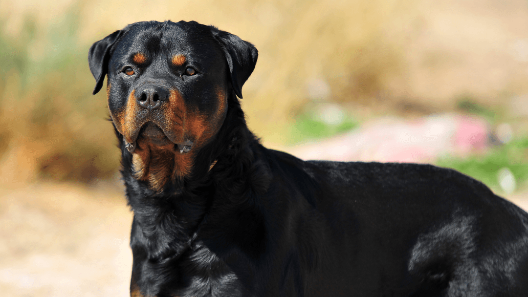 Güçlü yapılı Rottweiler köpeği açık alanda