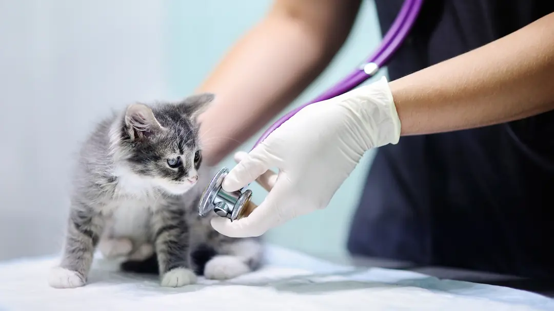 Veteriner kontrolünde stetoskopla dinlenen yavru kedi
