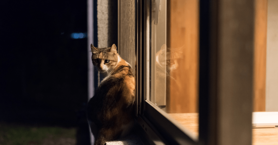 Gece pencere önünde oturan üç renkli kedi