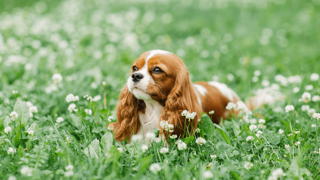 Cavalier King Charles Spaniel 