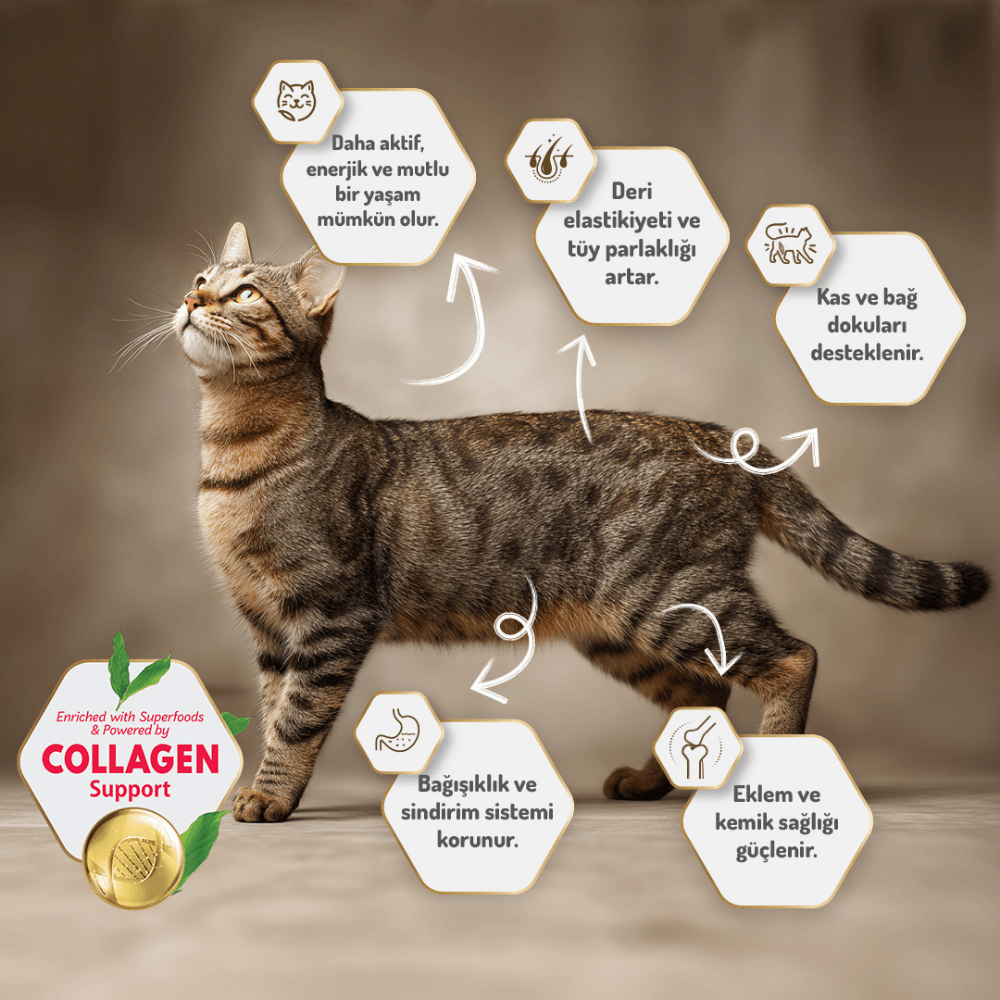 Felicia Starter Care Kuzu Etli Yavru Kedi Maması 12 Kg