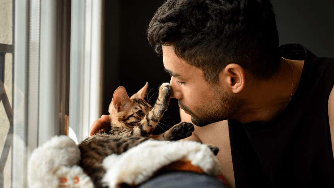 Sahibini burnundan öpen yavru kedi
