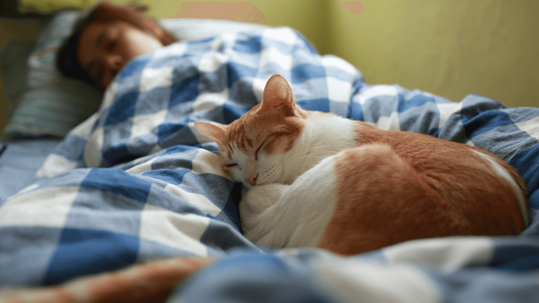 İnsanla birlikte yatakta uyuyan sarı beyaz kedi