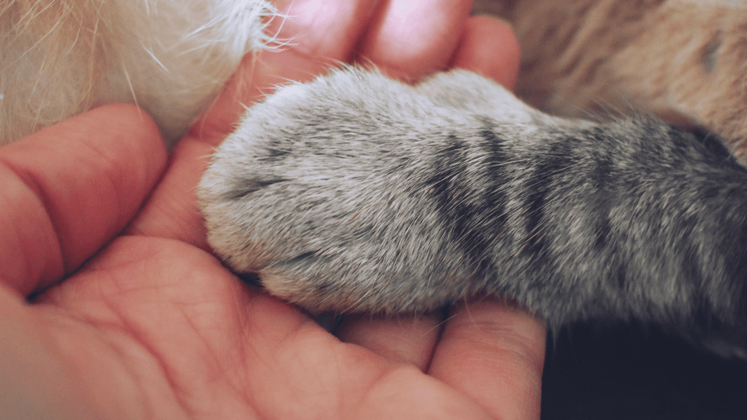 İnsan eliyle temas halindeki gri kedi patisi