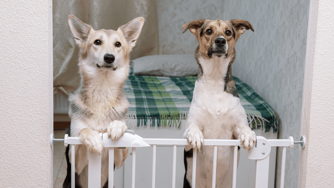 İki Meraklı Köpek Kapıda Bekliyor