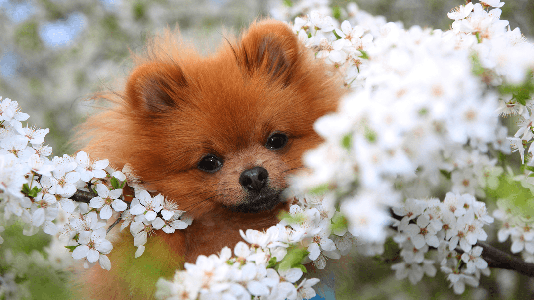 Bahar çiçekleriyle poz veren Pomeranian