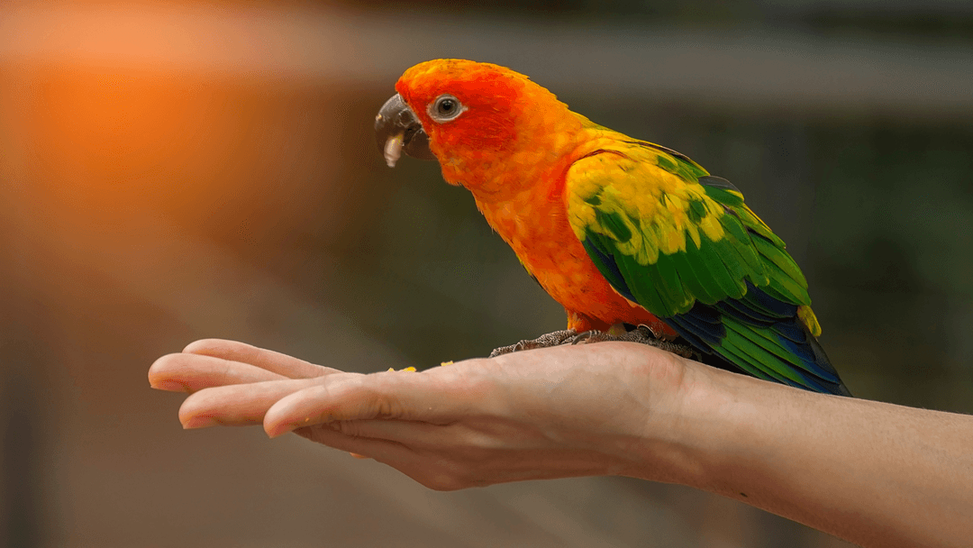 Love Bird