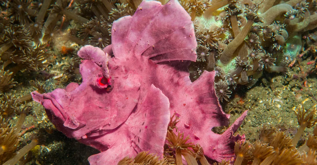 Weedy Scorpionfish