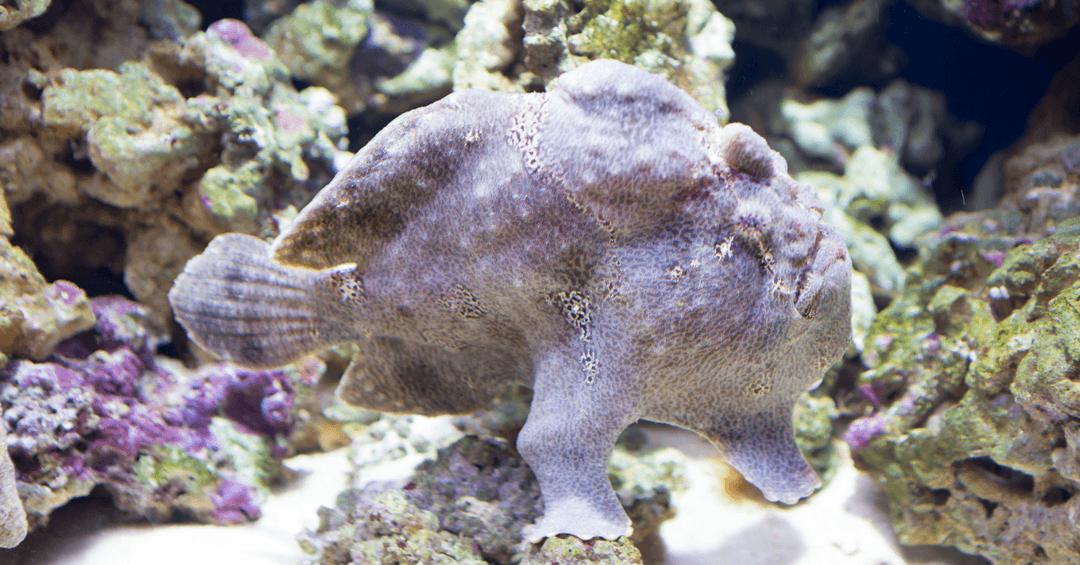 Anomalops Katoptron