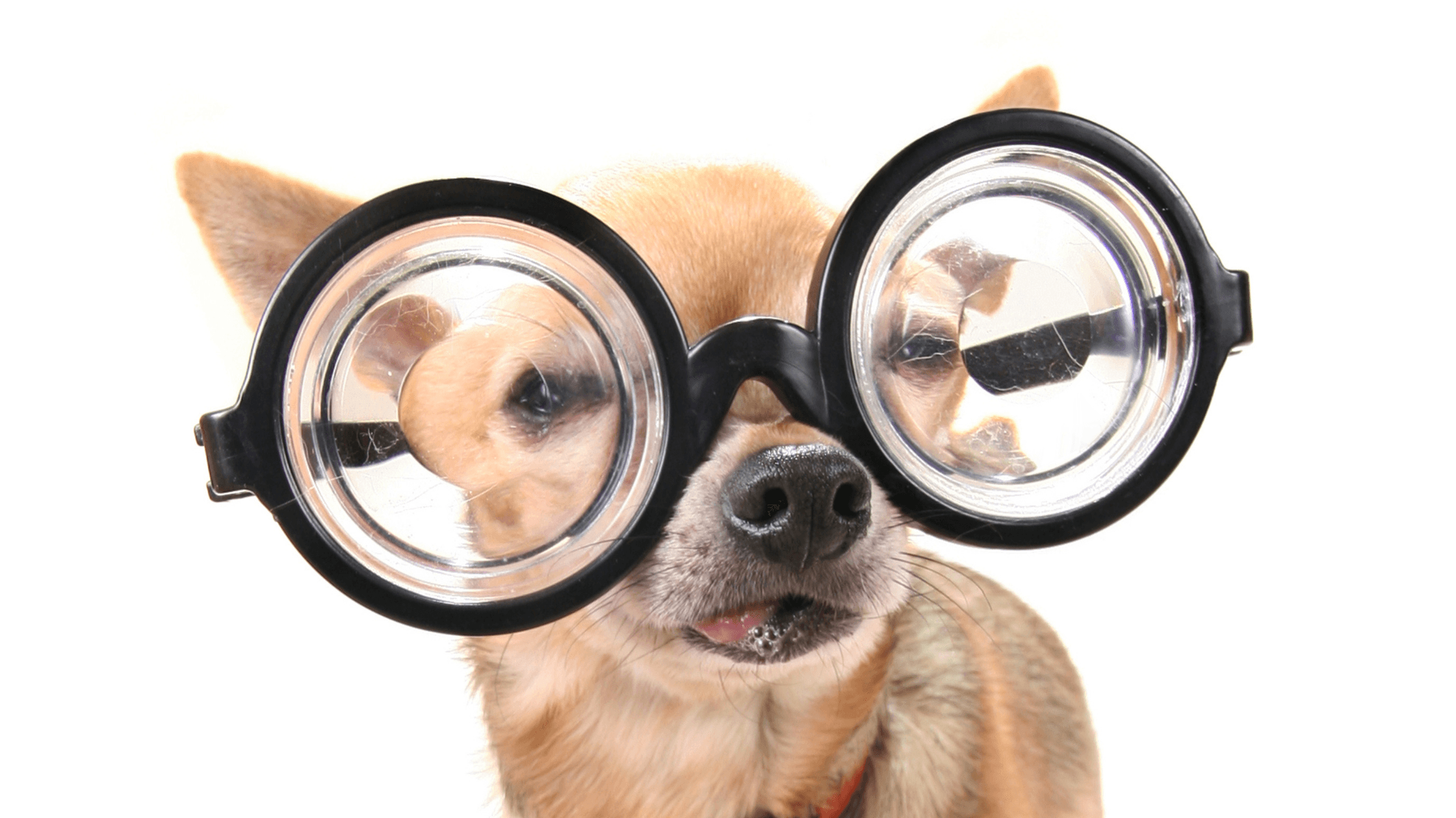 Köpekler Hangi Renkleri Görür