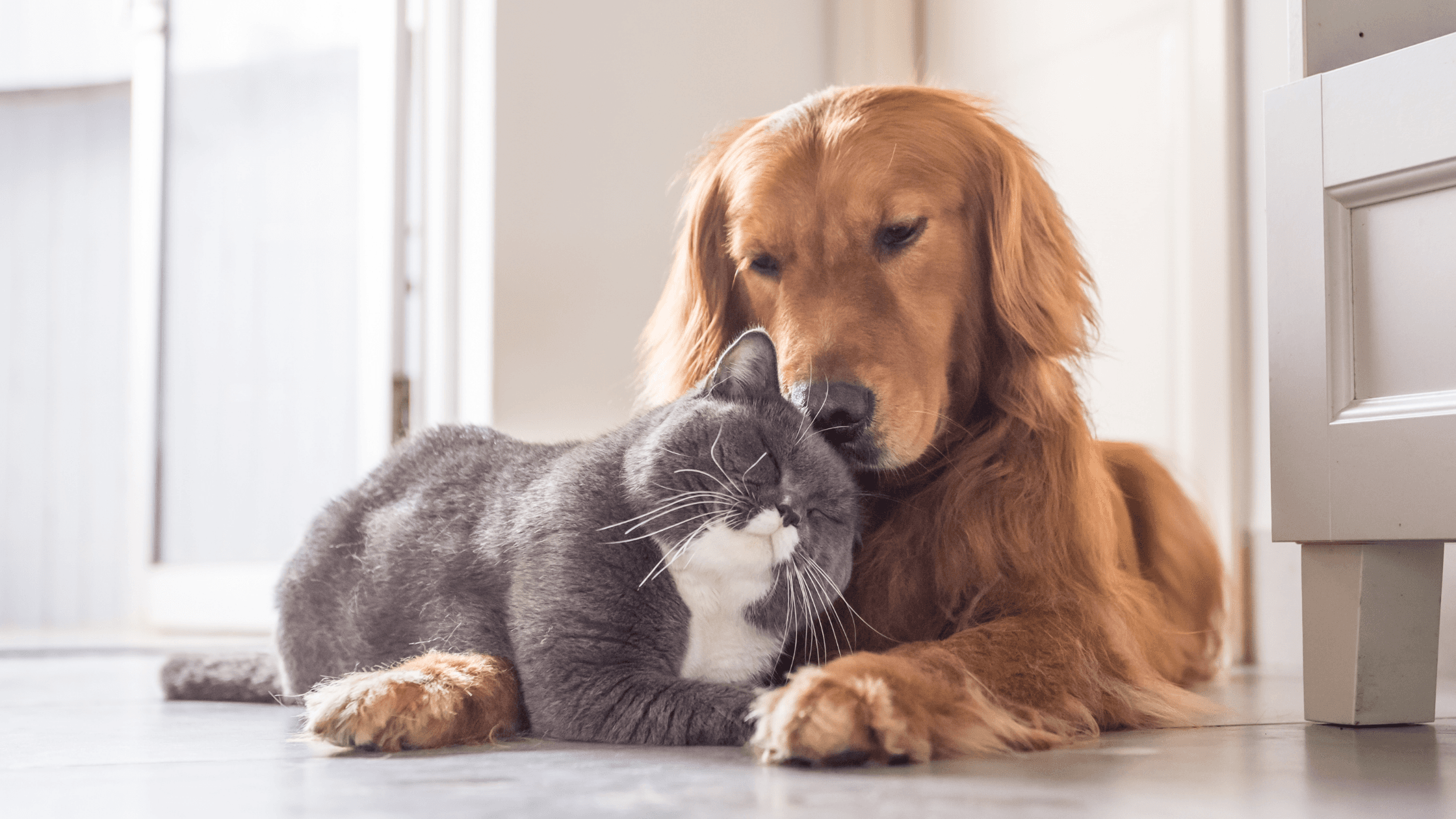 Evde Kedi ve Köpek Birlikte Yaşar mı? Uyum İçin Detaylı Rehber