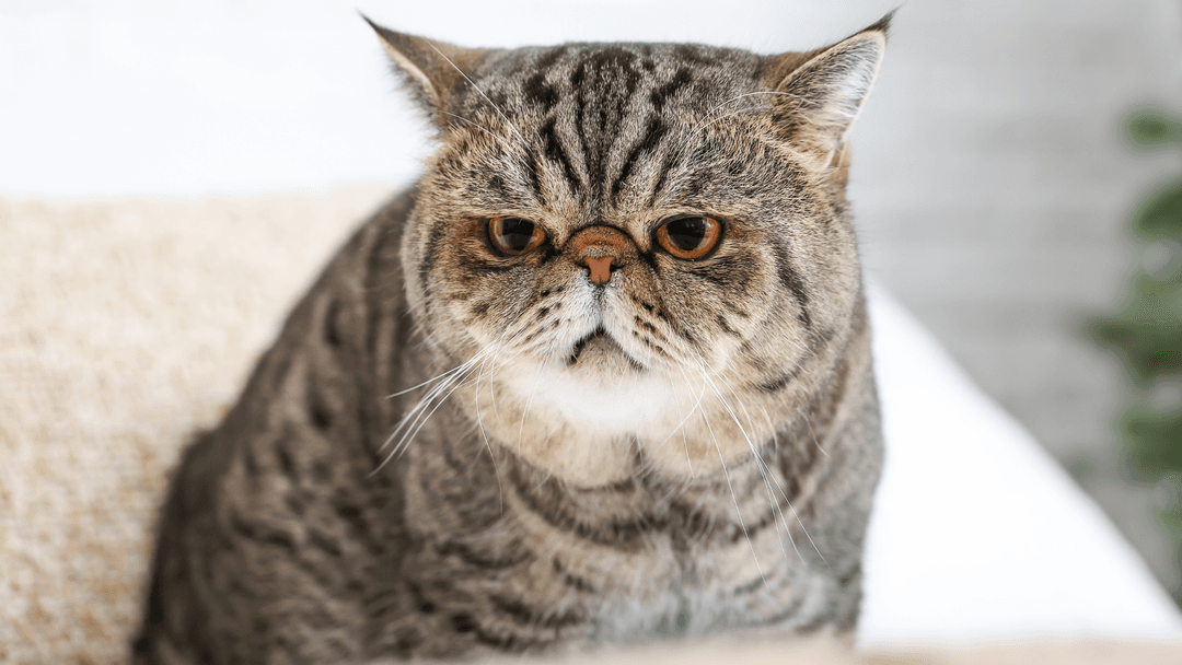 Exotic Shorthair