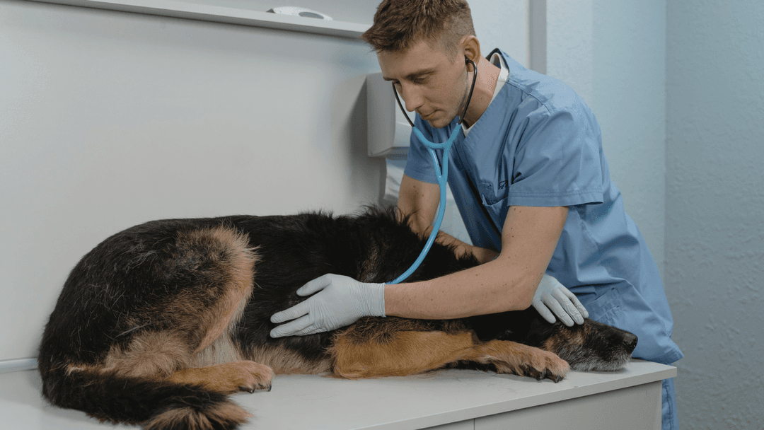 Veteriner, hasta köpeği muayene ederken stetoskop kullanıyor.