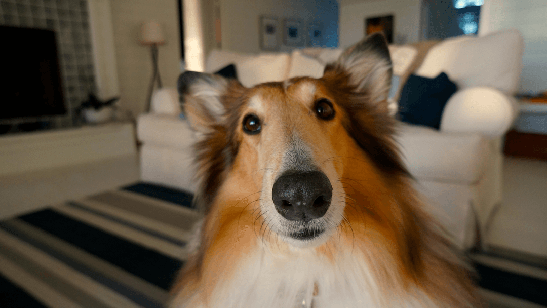 Evde Meraklı Collie Köpeği