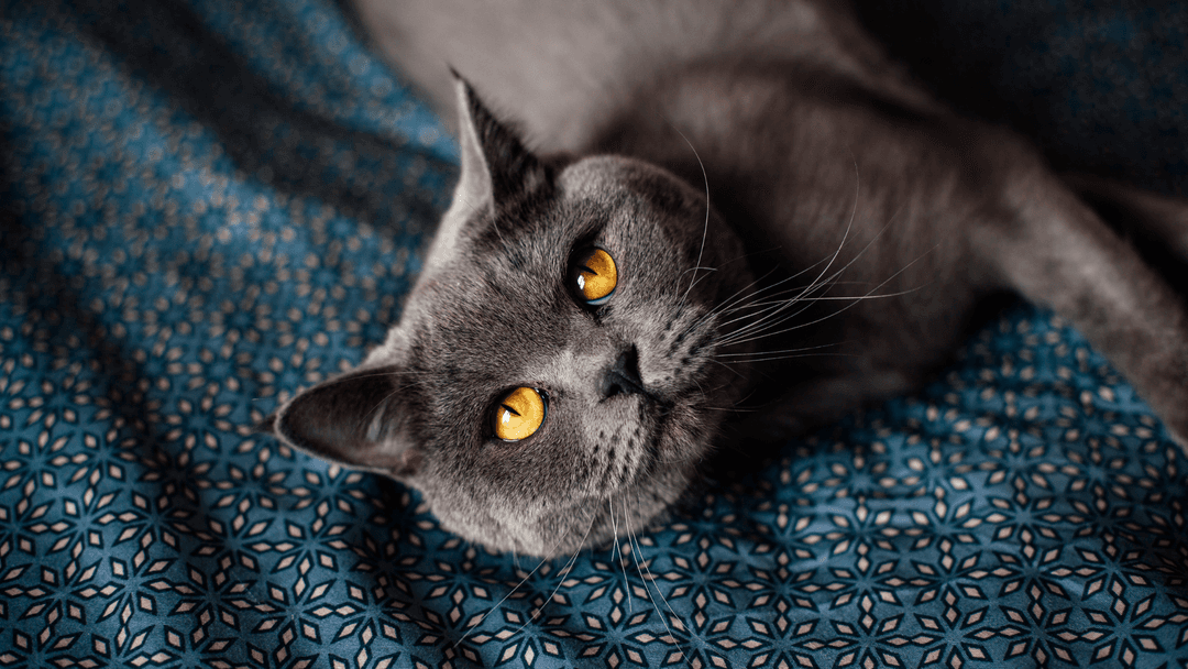 Black American Shorthair Cat