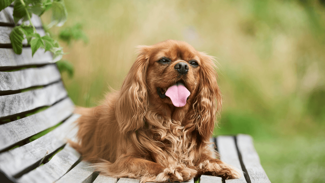 Cavalier King Charles Spaniel 