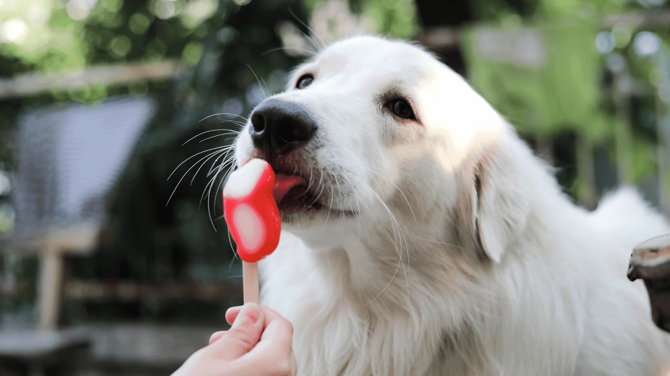 Köpekler Dondurma Yiyebilir Mi?