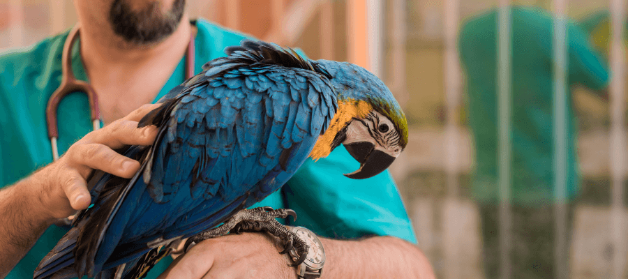 Kuşlarda Yaygın Görülen Hastalıklar ve Tedavi Yöntemleri
