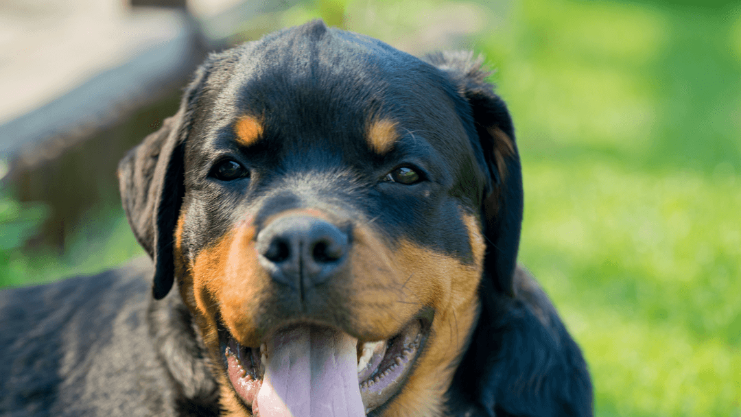 Gülümseyen ifadesiyle yakın planda görüntülenmiş Rottweiler yüzü, dilini dışarı çıkarmış halde.