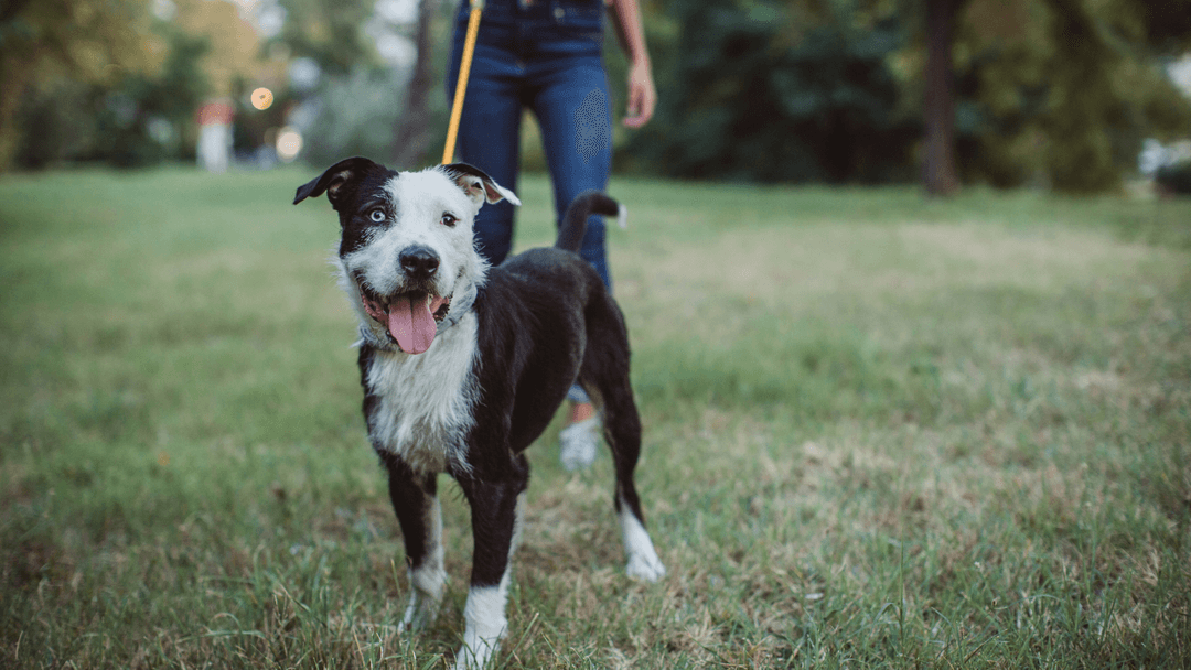 Doğada yürüyüş yapan siyah beyaz köpek, bahar havasının tadını çıkarıyor.