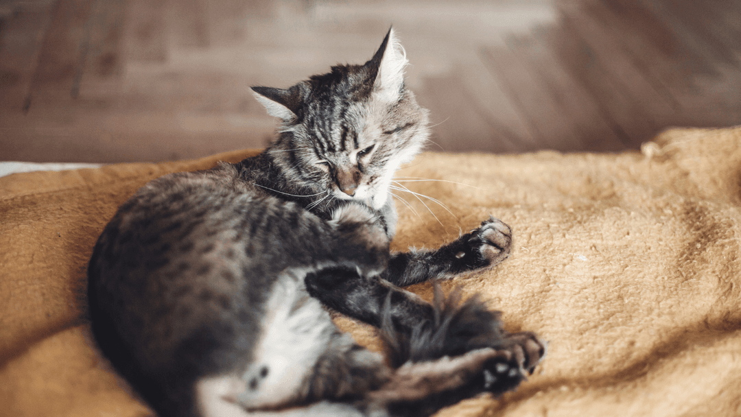 Battaniye üzerinde yatan kedi tüylerini temizliyor