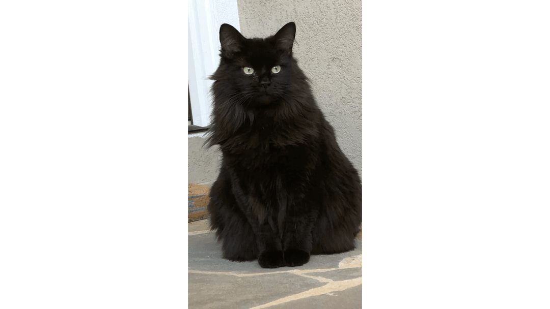 Uzun Tüylü Bir Siyah Kedi 