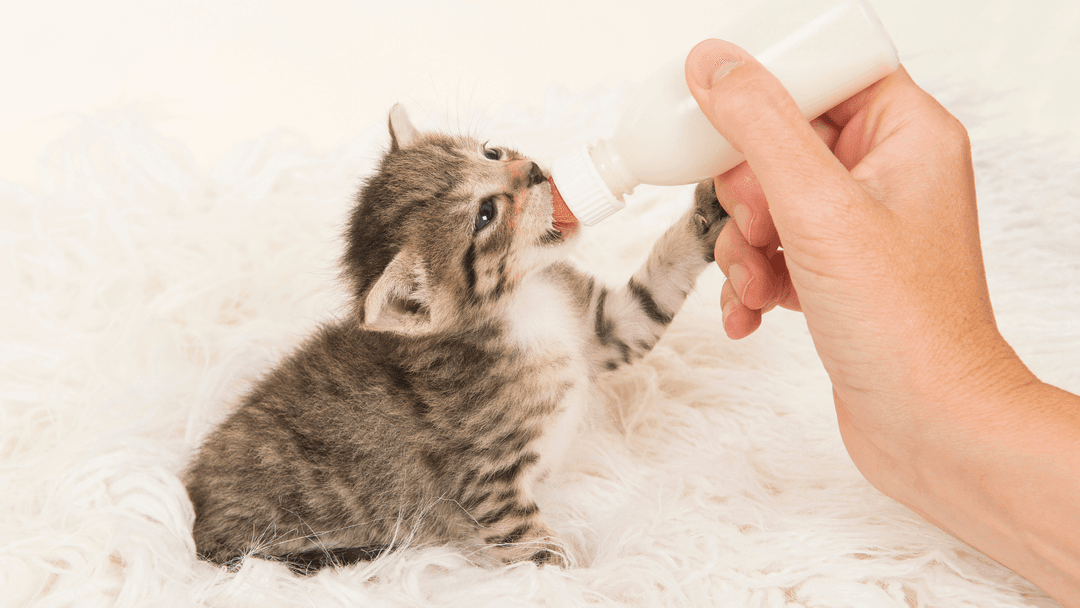 Biberonla beslenen yavru kedi