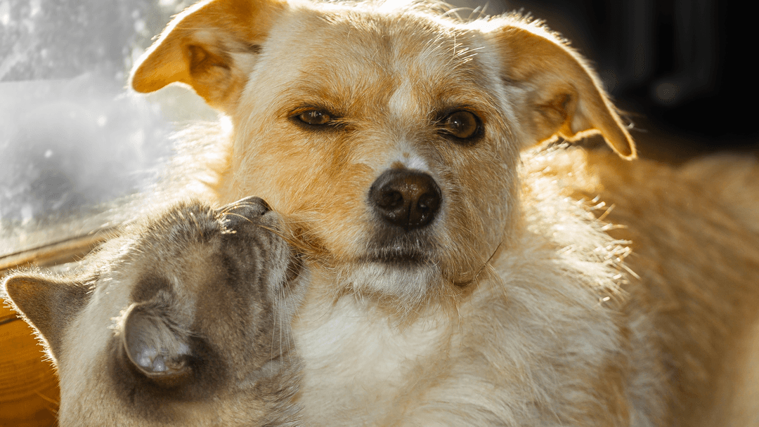 Sarı köpeğin yanaklarını yalayan gri kedi