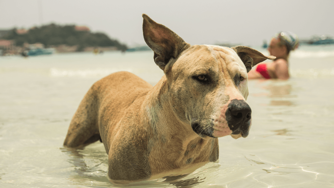 Köpek denizde yüzerken, yazlık plajda suya girmiş köpek görüntüsü
