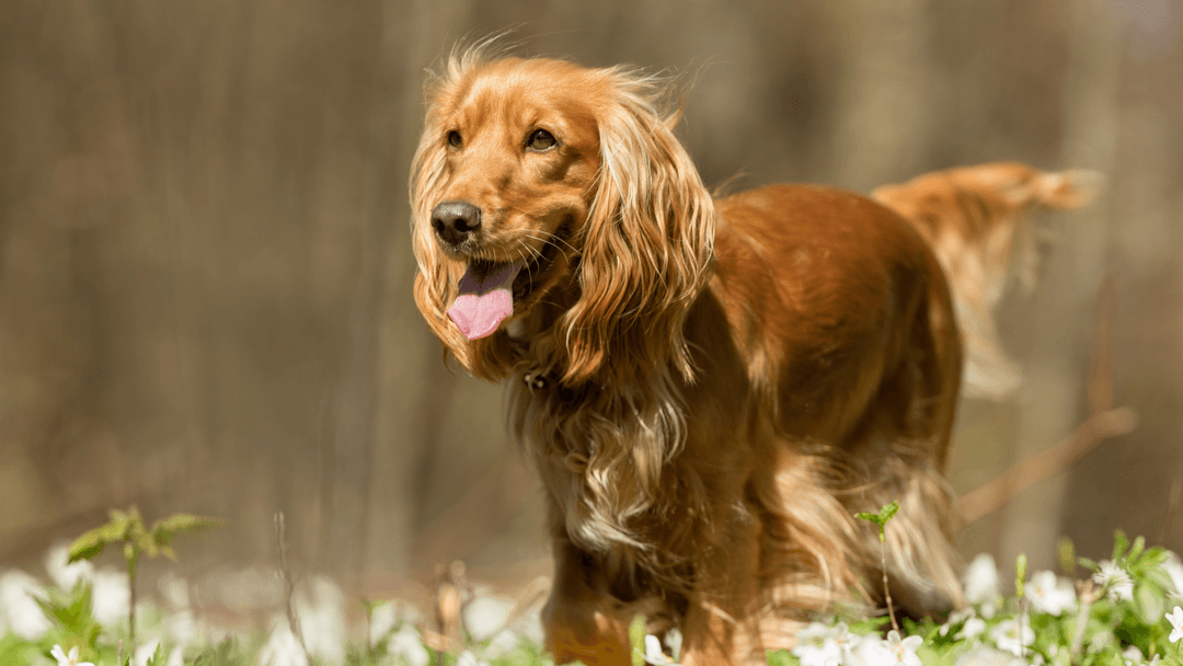Uzun tüylü İngiliz Cocker Spaniel doğada yürürken