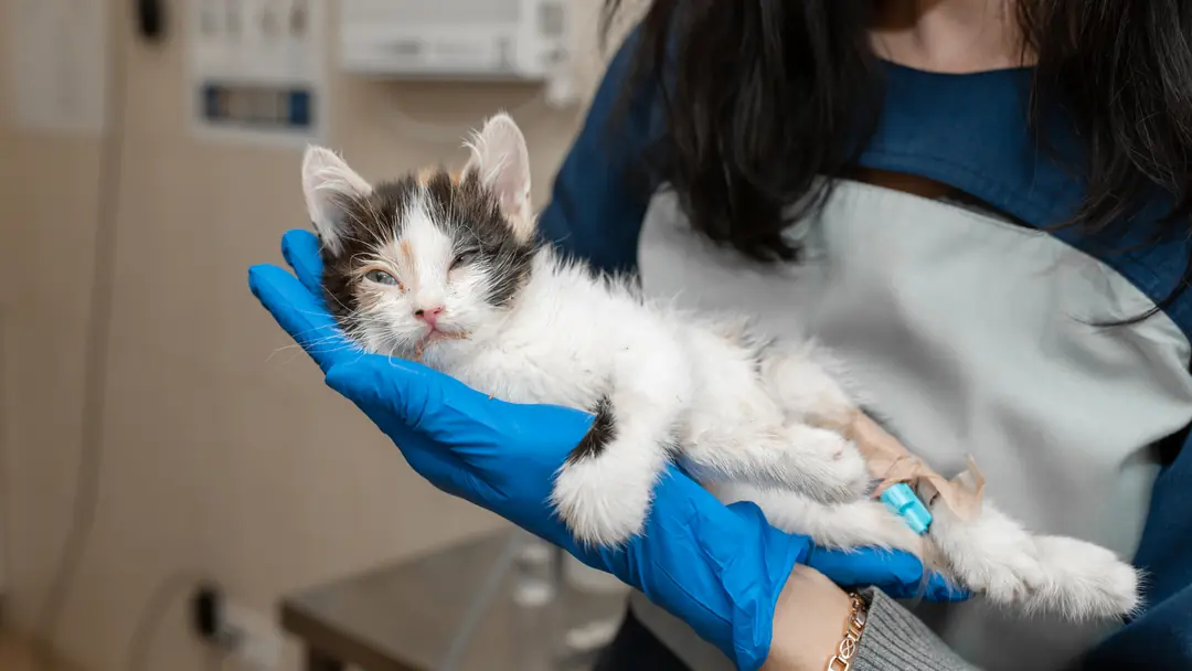 Hasta yavru kedi veterinerde muayene ediliyor.