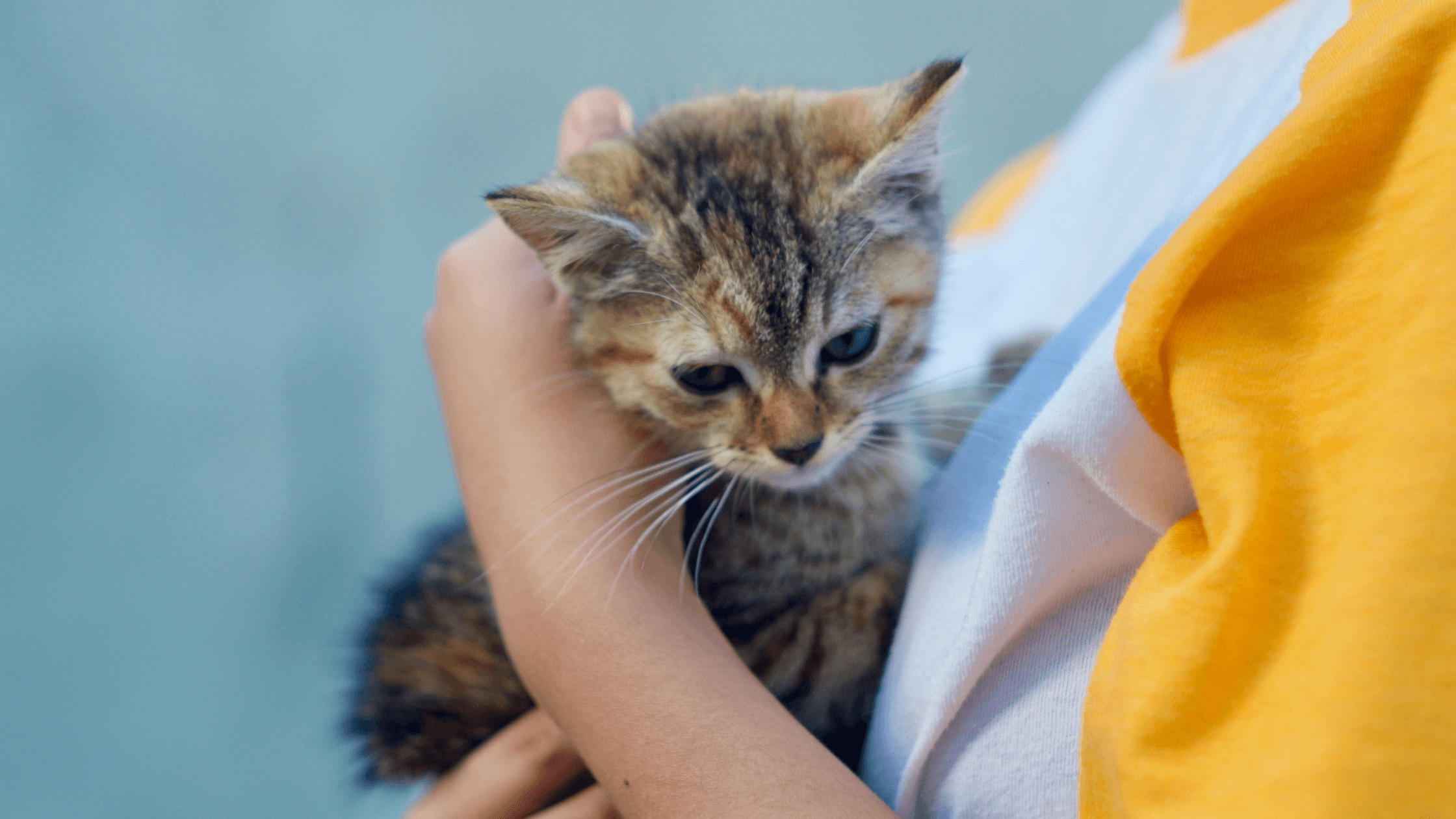 Yavru Kedi Evlat Edinme ve Ev Hazırlığı