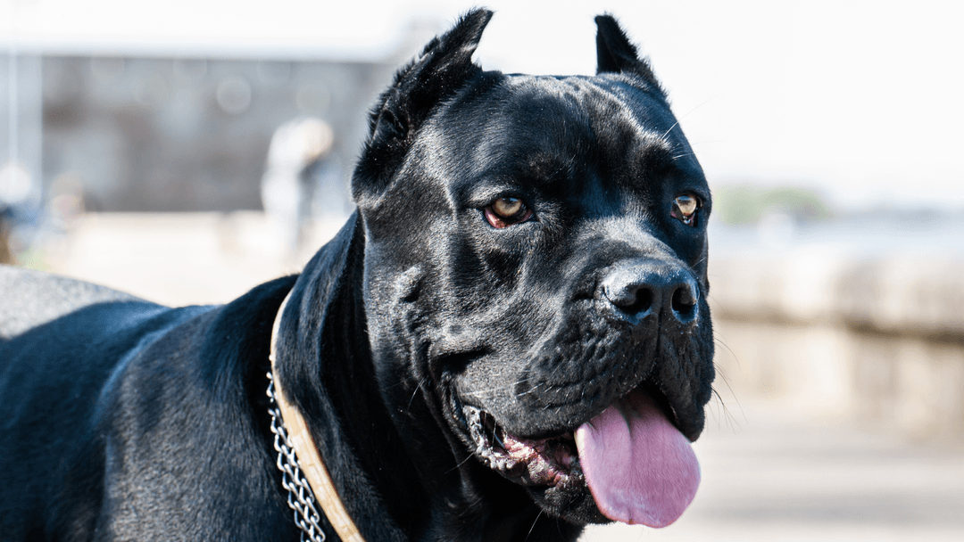 Yakın planda siyah Cane Corso köpeği, dili dışarıda ve mutlu bir ifadeyle.