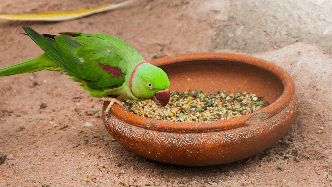 Pakistan Papağanı