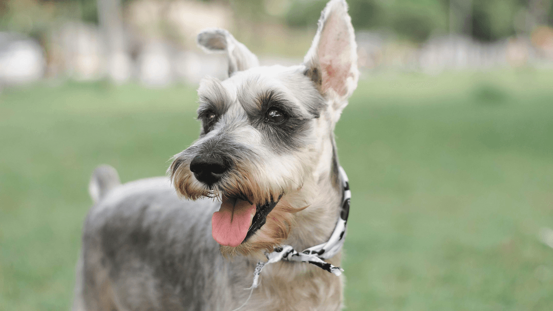 Schnauzer 