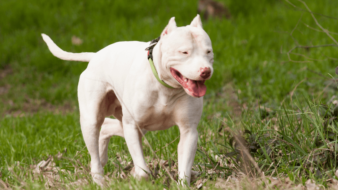 Beyaz tüyleriyle dikkat çeken Dogo Argentino, yeşillik alanda yürürken dili dışarıda mutlu görünüyor.