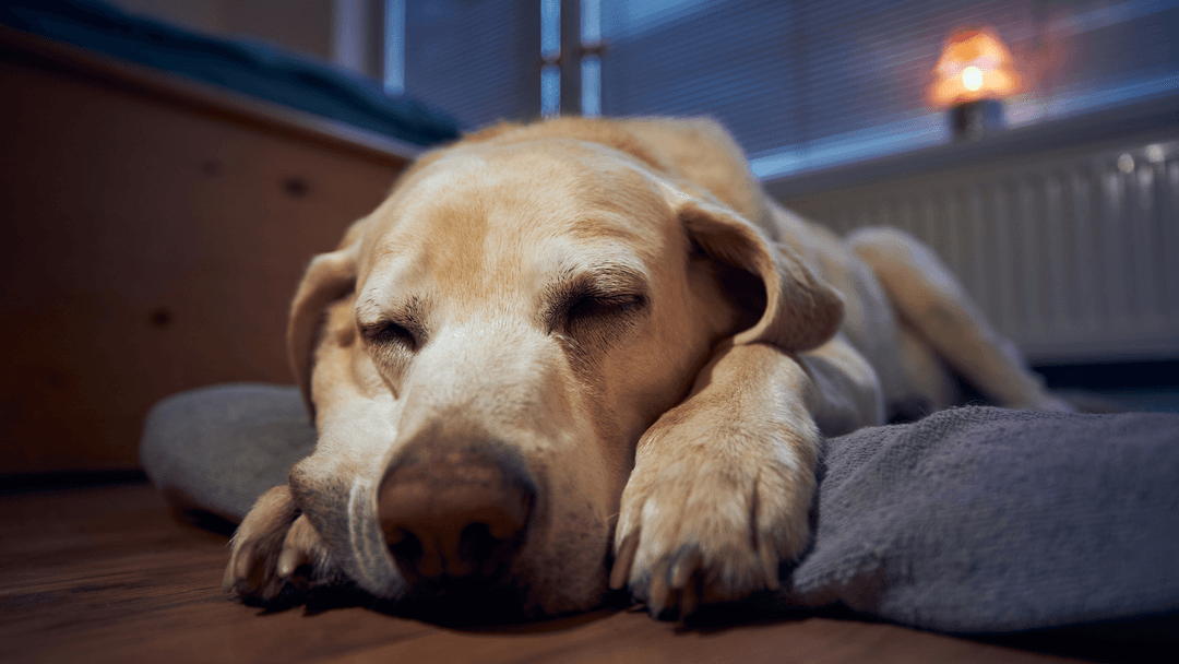 Uyuyan Labrador Retriever