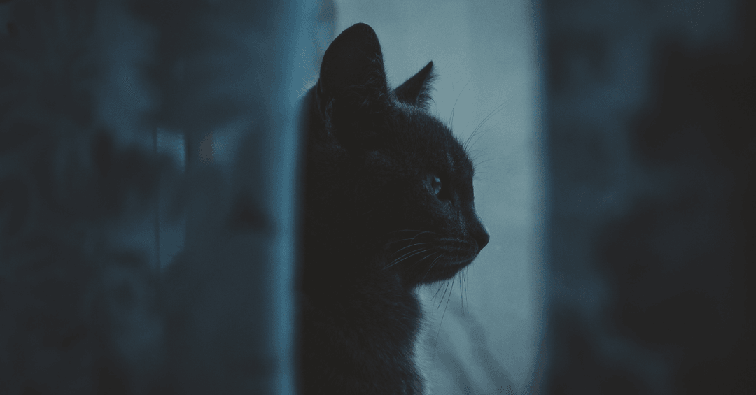 Karanlıkta pencereden bakan siyah kedi profili