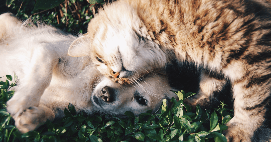 kedi ve köpek oyun oynuyor, evcil hayvanlar doğada, bahçede kedi köpek dostluğu