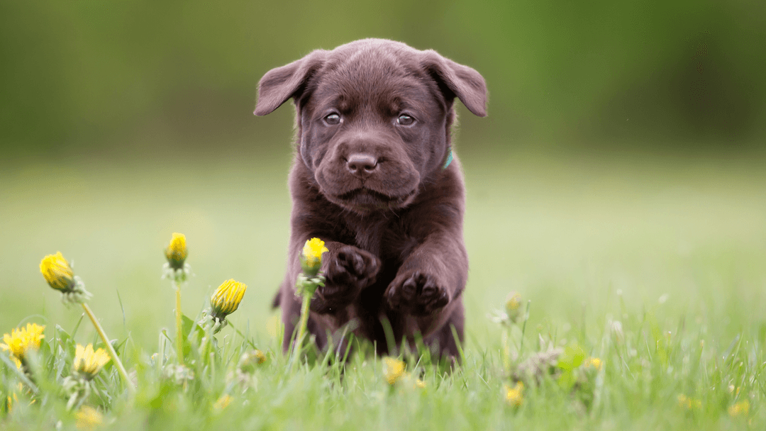 Koşan sevimli kahverengi Labrador yavrusu